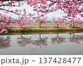 松阪市河津桜リフレクション 137428477