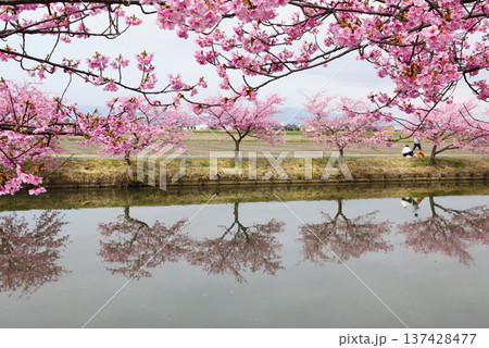 松阪市河津桜リフレクション 松阪市河津桜リフレクション 137428477