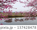 松阪市河津桜リフレクション 137428478