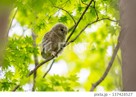 巣だったばかりのエゾフクロウの雛 巣だったばかりのエゾフクロウの雛 137428527