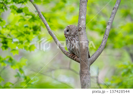木の枝にとまって当たりの様子を伺っているエゾフクロウ 137428544