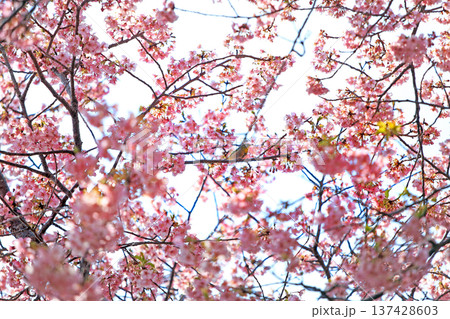 河津桜の森・・西平畑公園 137428603