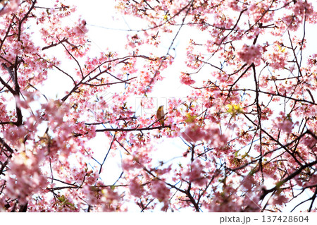 河津桜の森・・西平畑公園 河津桜の森・・西平畑公園 137428604