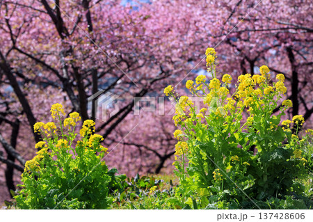 河津桜の森・・西平畑公園 河津桜の森・・西平畑公園 137428606