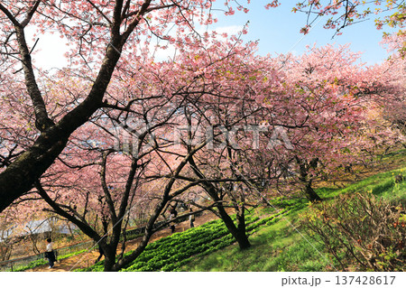 河津桜の森・・西平畑公園 137428617