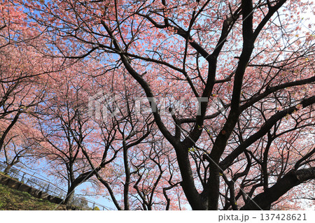 河津桜の森・・西平畑公園 137428621
