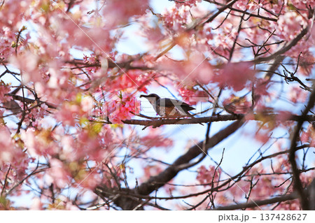 河津桜の森・・西平畑公園 137428627