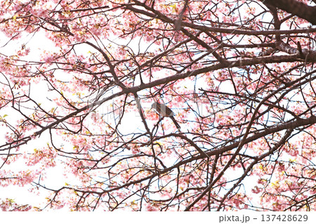 河津桜の森・・西平畑公園 137428629