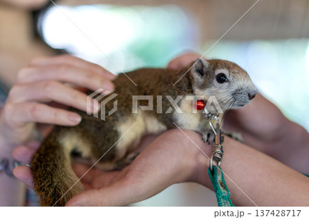 Close-up of a tame pet squirrel held in human hands. The small animal wears a collar with a tiny red bell and is attached to a leash. Gentle interaction with an exotic pet in soft lighting. Close-up of a tame pet squirrel held in human hands. The small animal wears a collar with a tiny red bell and is attached to a leash. Gentle interaction with an exotic pet in soft lighting. 137428717