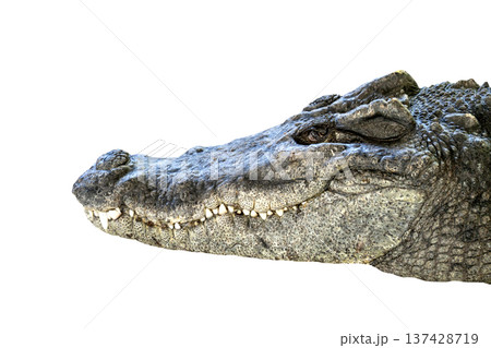Close up profile view of a crocodile head isolated on white background. Detailed skin texture, sharp teeth, and eye of the large reptile. Professional wildlife photography for nature concepts. 137428719