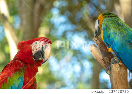 Close-up of a vibrant scarlet macaw and a blue and gold macaw perched on tree branches against a sunny, blurred forest background. High quality tropical wildlife and nature stock photography. 137428720