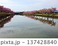 松阪市見頃のカワヅザクラ 137428840