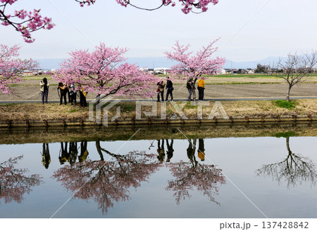 松阪市見頃のカワヅザクラ 137428842