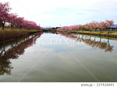 松阪市見頃のカワヅザクラ 137428843