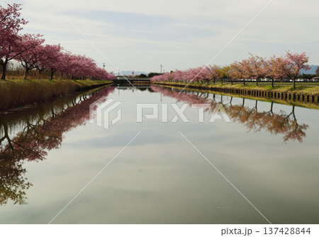 松阪市見頃のカワヅザクラ 松阪市見頃のカワヅザクラ 137428844