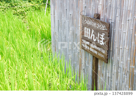 竹垣と田んぼが調和する日本の伝統風景 竹垣と田んぼが調和する日本の伝統風景 137428899