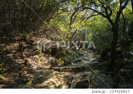 木漏れ日に照らされる山道 木漏れ日に照らされる山道 137428927