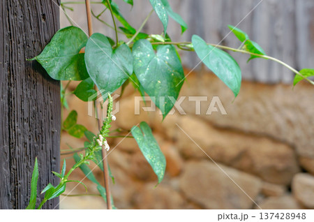 ツル植物が絡む木柱と自然の調和 137428948