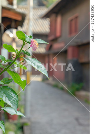 ピンクの花と静かな街並みが映える古道の風景 ピンクの花と静かな街並みが映える古道の風景 137428950