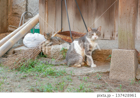 田舎の古民家でくつろぐ猫の親子 137428961