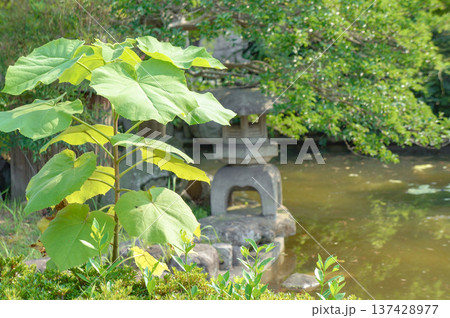 日本庭園の灯籠と青々とした植物 137428977