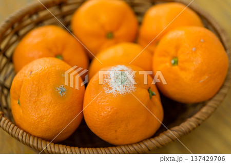 みかんにカビが生える 137429706