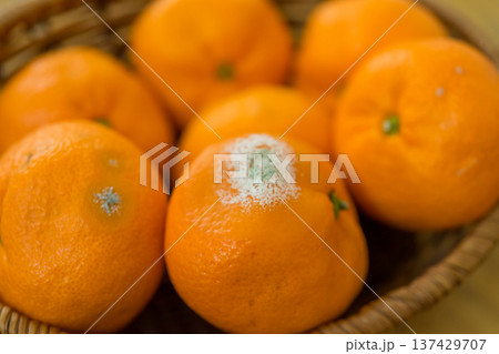 みかんにカビが生える 137429707