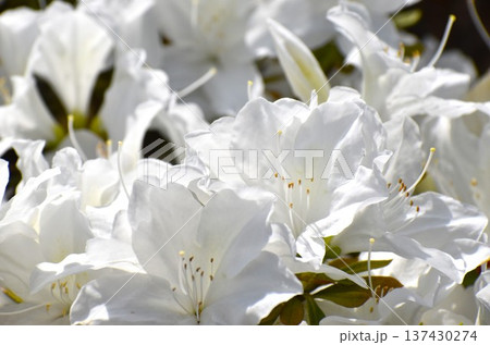 爽やか感覚の白花のツツジ 爽やか感覚の白花のツツジ 137430274