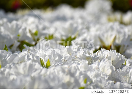 爽やか感覚の白花のツツジ 137430278