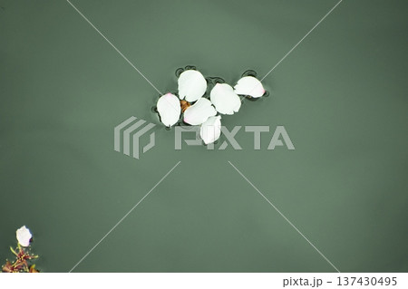 みんなを幸せした桜の花びらたちは水面に再登場 137430495