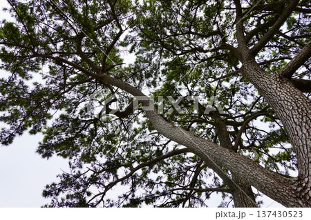 伊勢志摩　ビン玉ロード　大きな松の葉が空を埋める風景　三重県志摩市浜島町 137430523