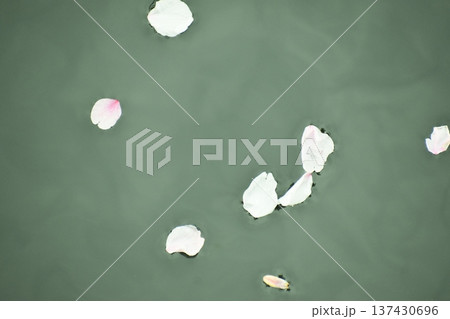 みんなを幸せした桜の花びらたちは水面に再登場 みんなを幸せした桜の花びらたちは水面に再登場 137430696