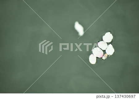 みんなを幸せした桜の花びらたちは水面に再登場 みんなを幸せした桜の花びらたちは水面に再登場 137430697