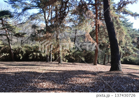 国営武蔵丘陵森林公園の風景 国営武蔵丘陵森林公園の風景 137430726