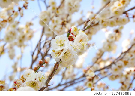 白い梅の花(玉牡丹) 白い梅の花(玉牡丹) 137430893