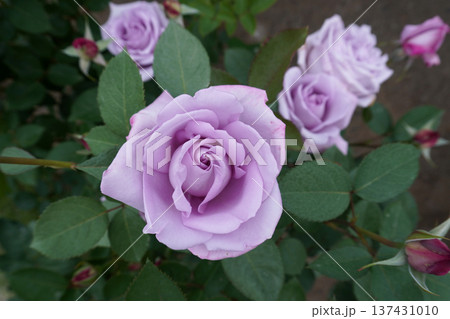 バラ（ブルームーン）01 137431010