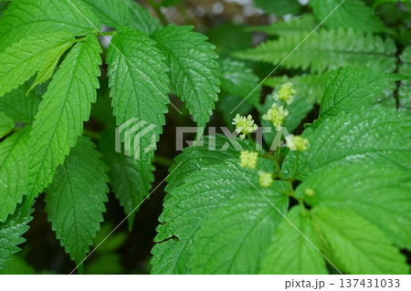 雨後のウワバミソウ 137431033