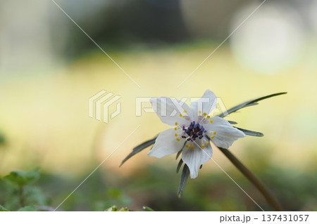 春の妖精 セツブンソウ 春の妖精 セツブンソウ 137431057