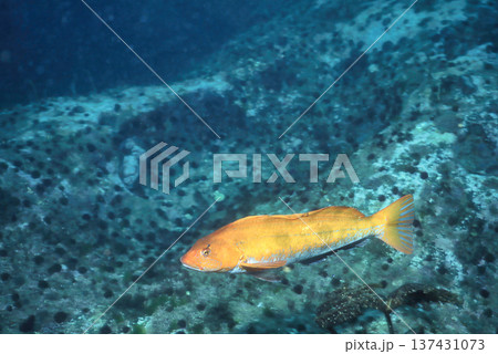 産卵期のアイナメ 2 137431073