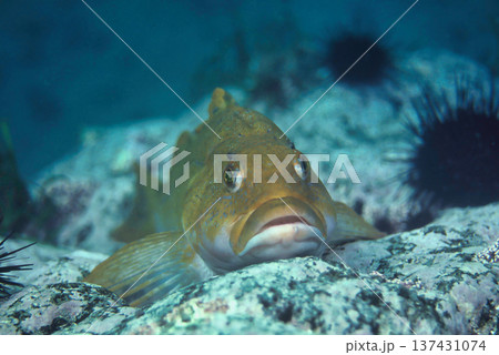 産卵期のアイナメ 1 137431074