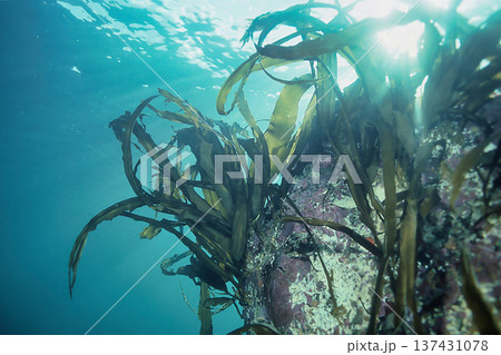 ラウスコンブ 137431078