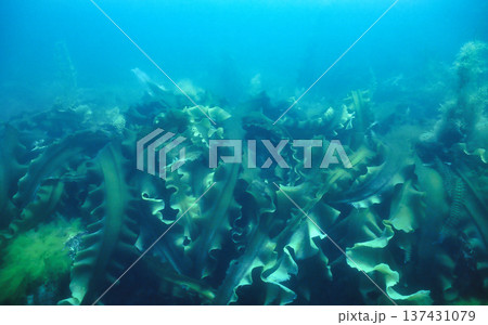 おい茂るマコンブ 137431079