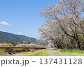 青空に映える桜 137431128