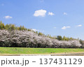 桜並木 137431129