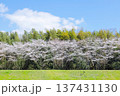 桜並木 137431130