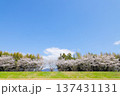桜並木 137431131