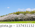 桜並木 137431132