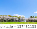 桜並木 137431133