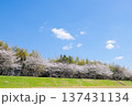 桜並木 137431134