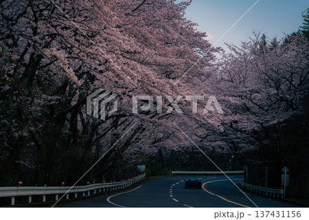 箱根ターンパイクに咲く桜 箱根ターンパイクに咲く桜 137431156